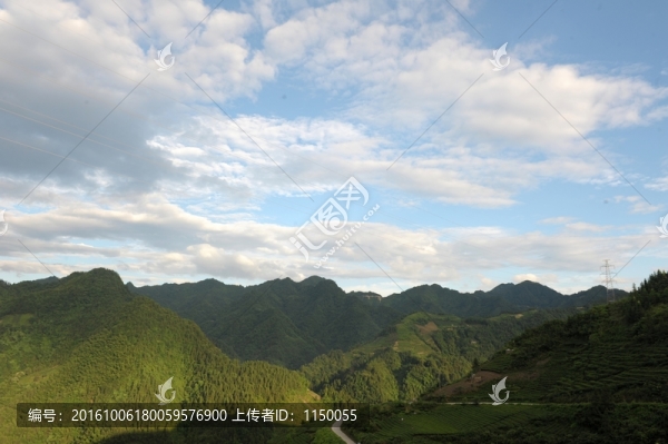 茶園藍(lán)天白云風(fēng)景