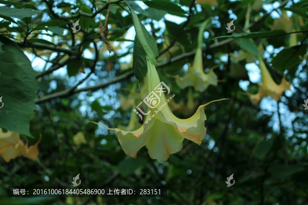 天使的號(hào)角