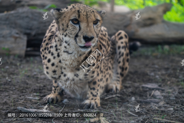 獵豹