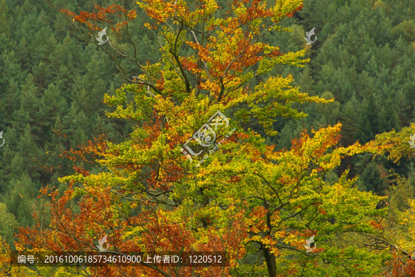 山毛櫸36