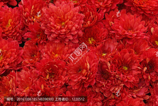 菊花04