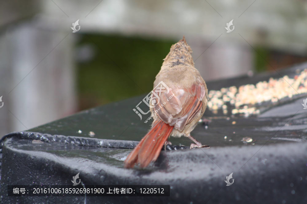 紅衣主教；（剛起步的）