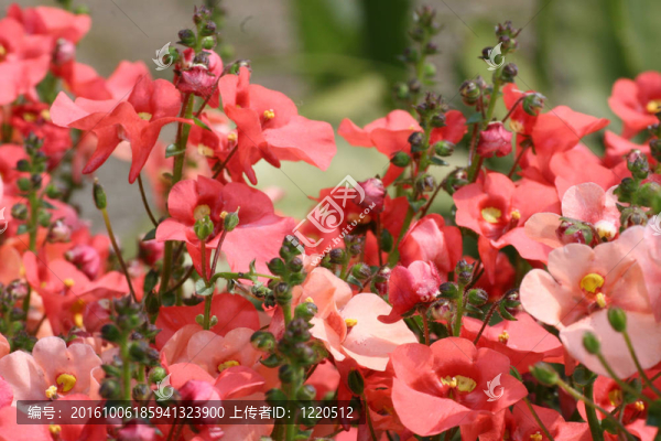 龍面花