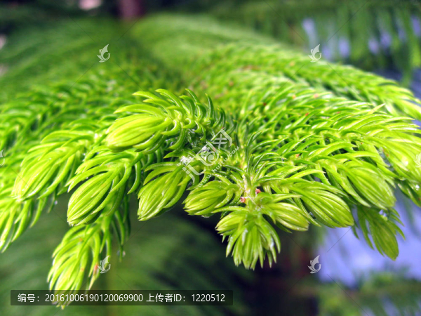 在托斯卡納的樹枝；七月2007