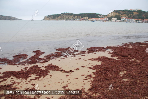 騷馬蒂紐波爾圖在葡萄牙海灘