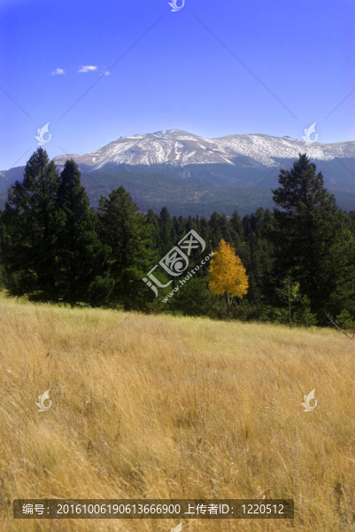落基山脈與常綠植物；Aspen；和前面一場