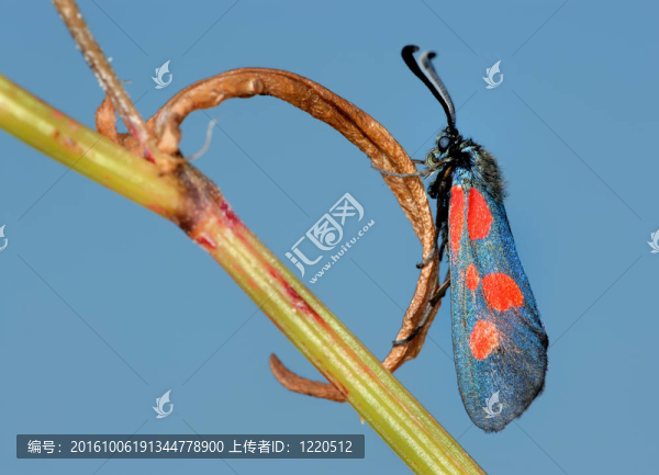 蝴蝶filipendulae鮫