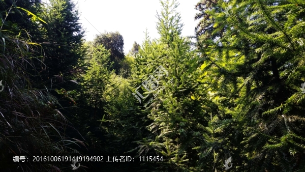 杉樹林