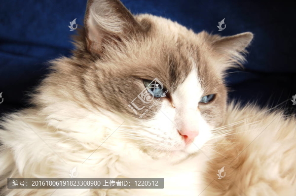 貓