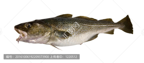 魚-鱈魚-分離