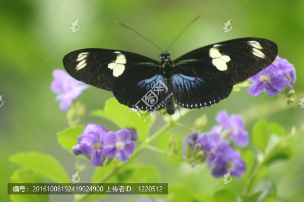 蝴蝶花