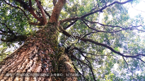 參天古樹
