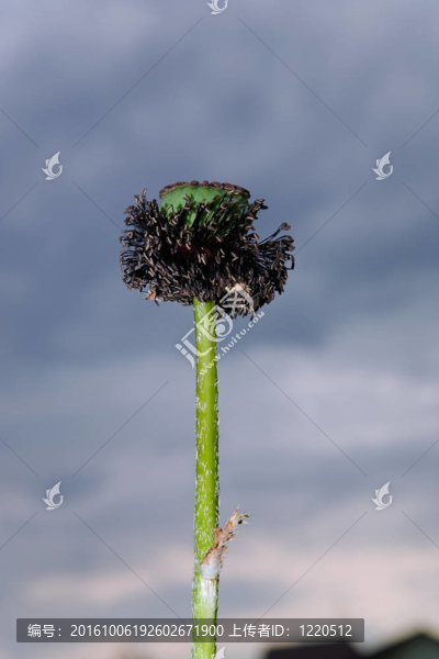 花園里的一朵罌粟花的花蕾