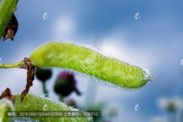天空的背景上的蓬松的植物