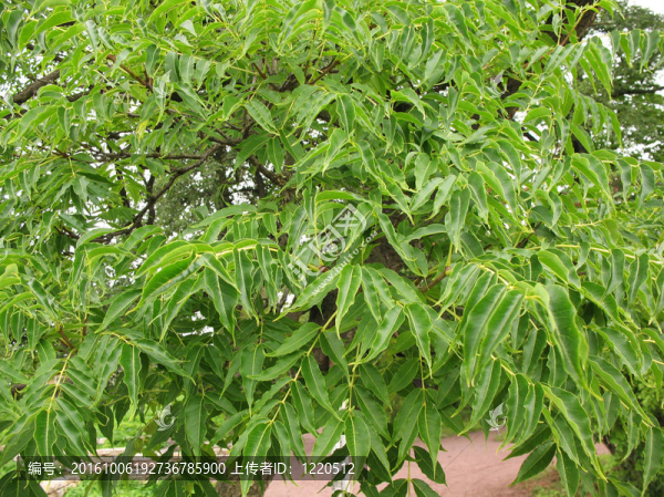 葉山corktrees（Phellodendron,amurense）