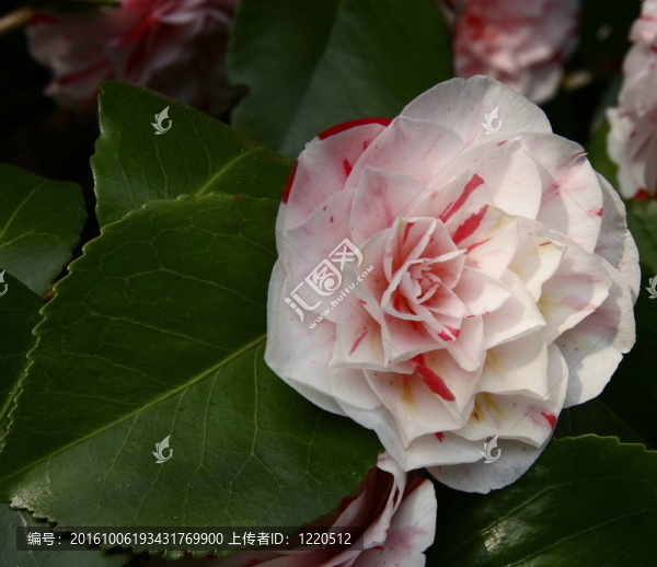 山茶花