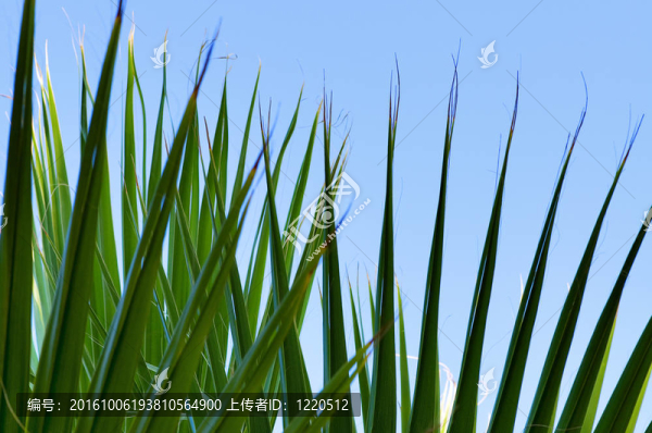 綠色棕櫚葉特寫背景