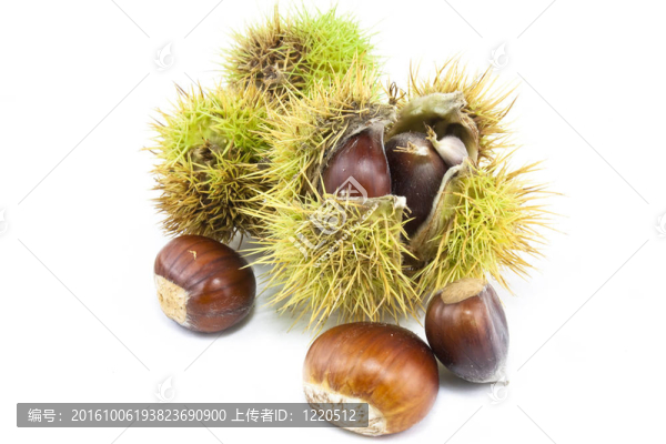 栗子的情況下