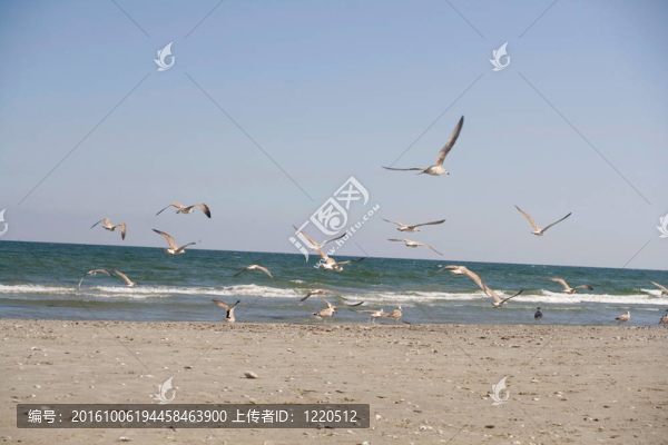 海鷗