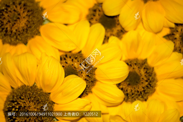 美麗的黃色向日葵花瓣背景