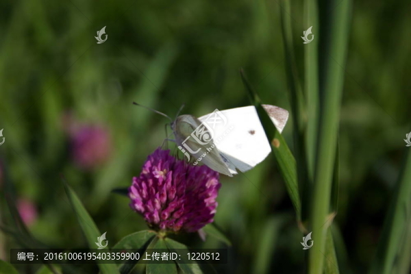 蝴蝶