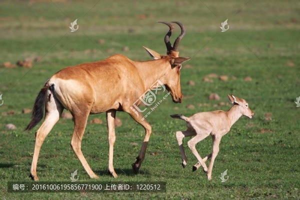 紅麋羚羚羊?qū)殞? title=