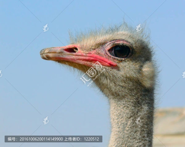 鴕鳥；鴕鳥；一個片段；一個特寫。