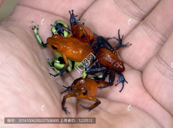 手上充滿五顏六色的中美洲毒鏢蛙
