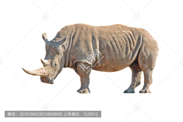 強(qiáng)大的犀牛白色隔離