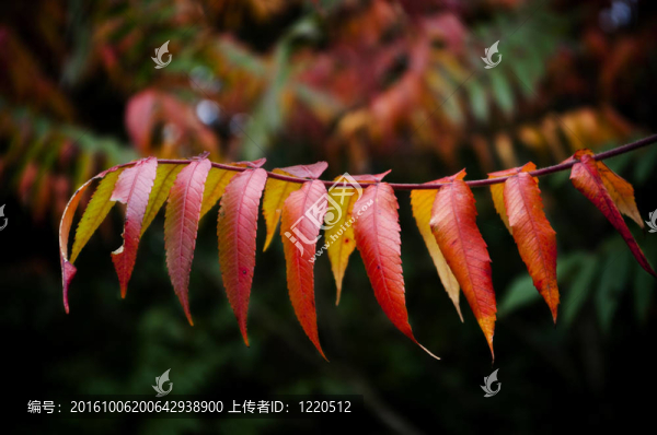 樹上的紅葉