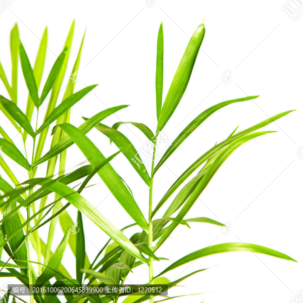 白色背景植物。