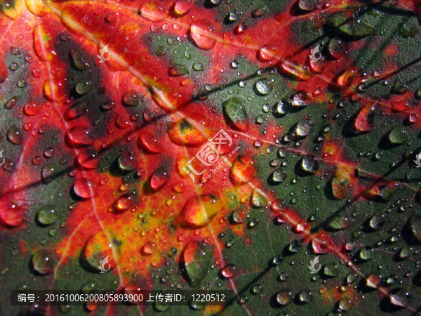 雨后的秋天