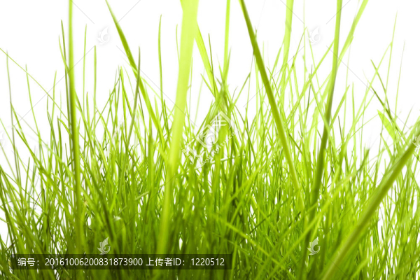 綠草收背景