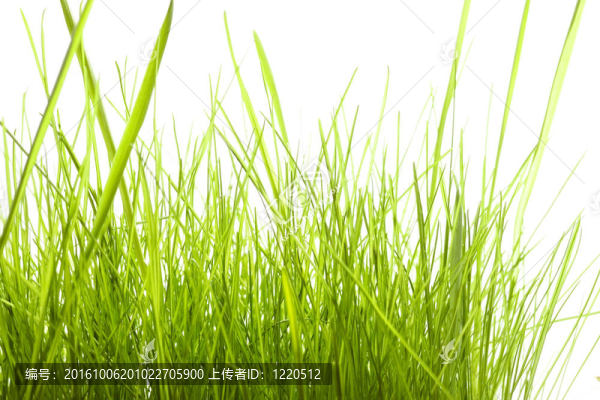 綠草收背景