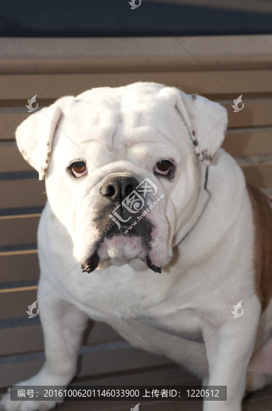 斗牛犬