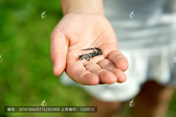 野生動物