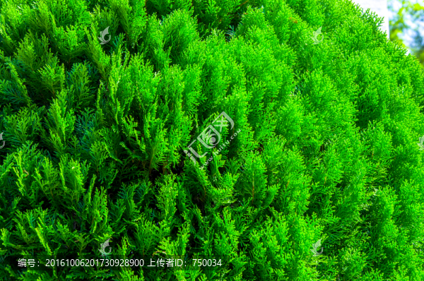 柏樹(shù)背景