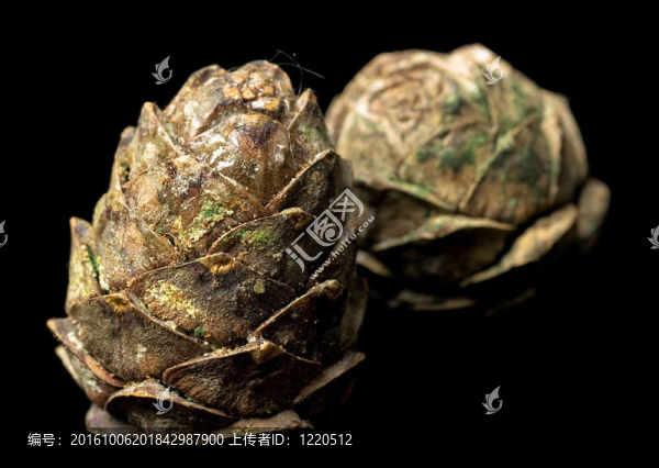 天鵝絨上的松果