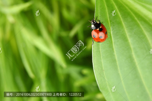 瓢蟲(chóng)在草