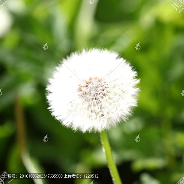 白色的蒲公英