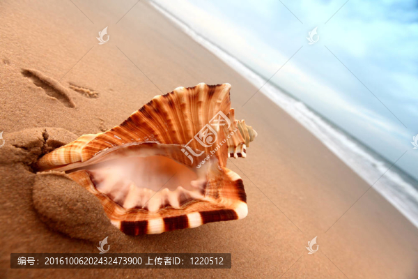殼