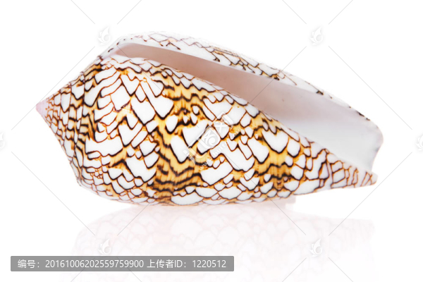 貝殼孤立在白色背景。