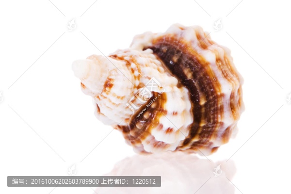 貝殼孤立在白色背景。