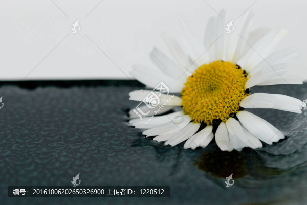 雛菊花