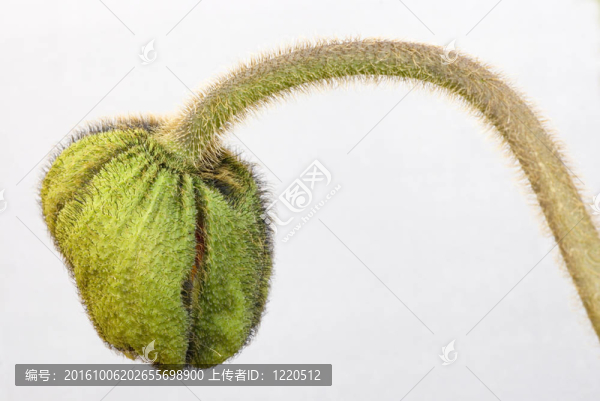 罌粟花