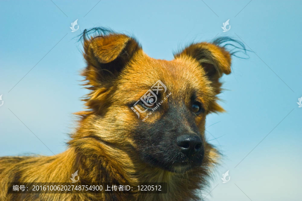 狗沒有名字