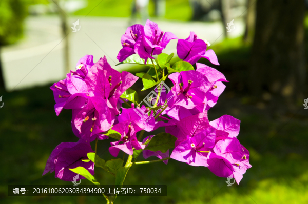 三角梅高清圖片