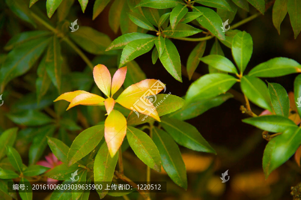 綠色植物上的秋天的顏色