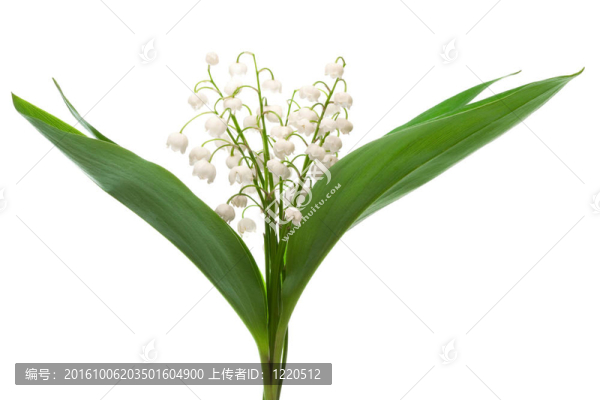山谷百合花
