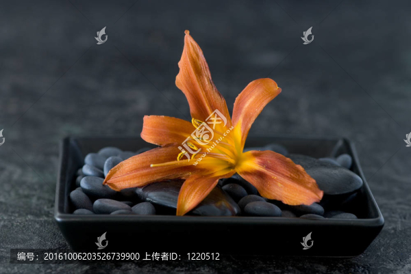 橙色的百合花